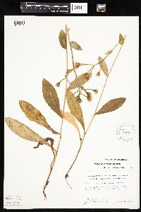 Hieracium scabrum image