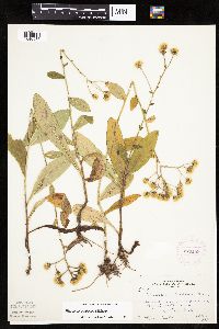 Hieracium scabrum image