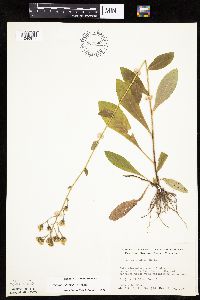 Hieracium scabrum image