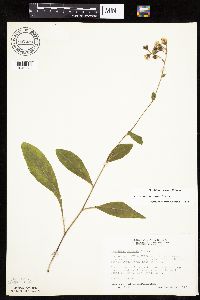 Hieracium scabrum image