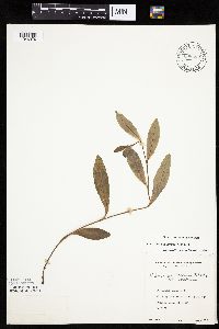 Hieracium scabrum image