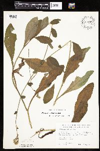 Hieracium scabrum image