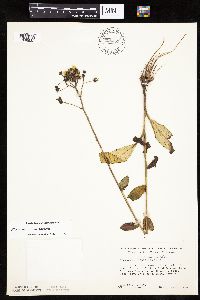 Hieracium scabrum image