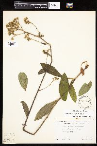 Hieracium scabrum image