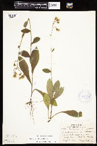 Hieracium scabrum image
