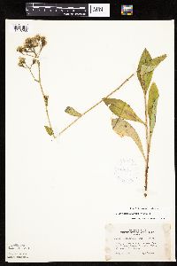 Hieracium scabrum image