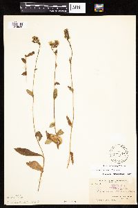 Hieracium scabrum image