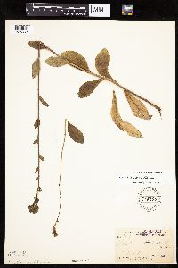 Hieracium scabrum image