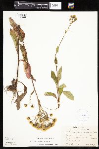 Hieracium scabrum image