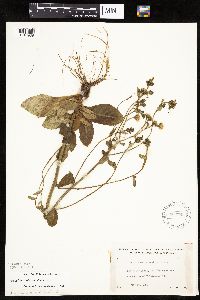 Hieracium scabrum image