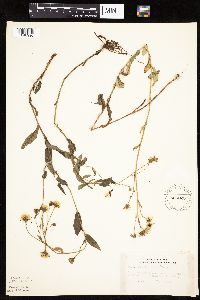 Hieracium scabrum image