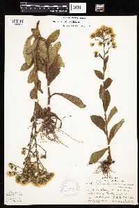 Hieracium scabrum image