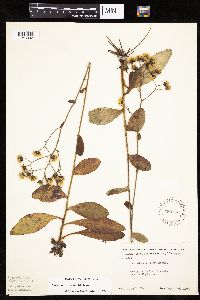 Hieracium scabrum image