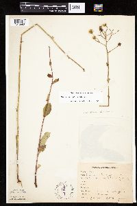 Hieracium scabrum image