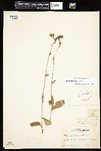 Hieracium scabrum image