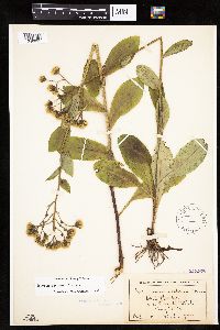 Hieracium scabrum image