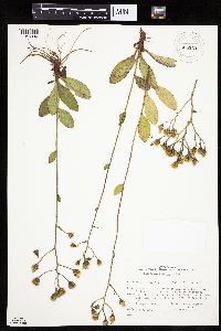 Hieracium scabrum image