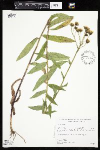 Hieracium umbellatum image