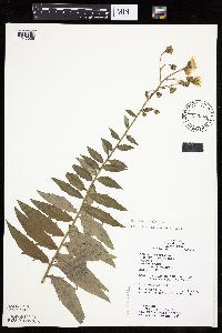 Hieracium umbellatum image