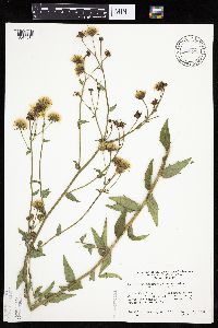 Hieracium umbellatum image