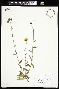 Hieracium umbellatum image
