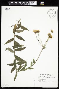 Hieracium umbellatum image