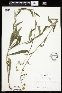 Hieracium umbellatum image