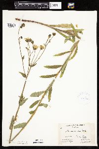 Hieracium umbellatum image