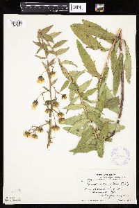 Hieracium umbellatum image