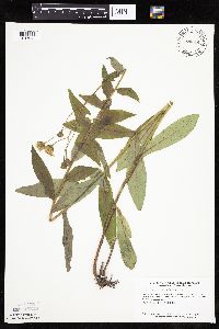 Hieracium umbellatum image