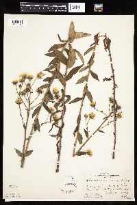 Hieracium umbellatum image