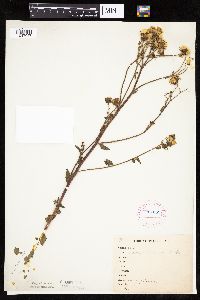 Hieracium umbellatum image