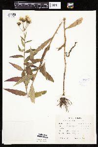 Hieracium umbellatum image