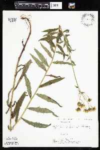 Hieracium umbellatum image
