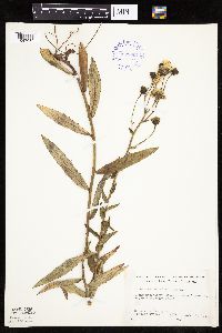 Hieracium umbellatum image