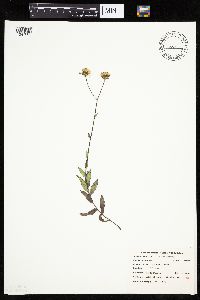 Hieracium umbellatum image