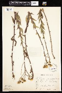 Hieracium umbellatum image