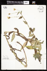 Hieracium umbellatum image