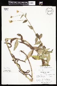 Hieracium umbellatum image