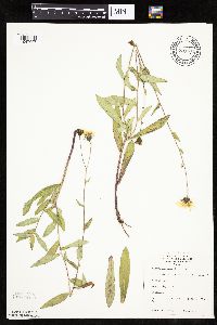 Hieracium umbellatum image