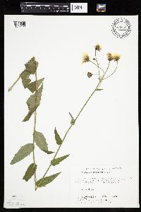 Hieracium umbellatum image