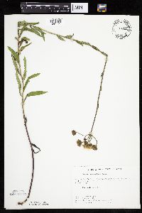 Hieracium umbellatum image