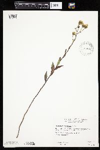 Hieracium umbellatum image