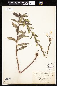 Hieracium umbellatum image