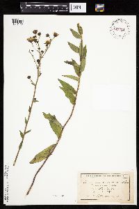 Hieracium umbellatum image
