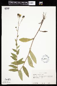 Hieracium umbellatum image