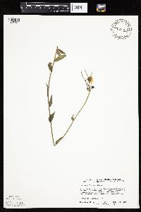 Hieracium umbellatum image