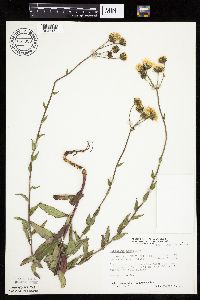 Hieracium umbellatum image