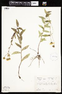 Hieracium umbellatum image
