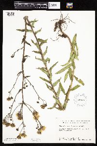 Hieracium umbellatum image